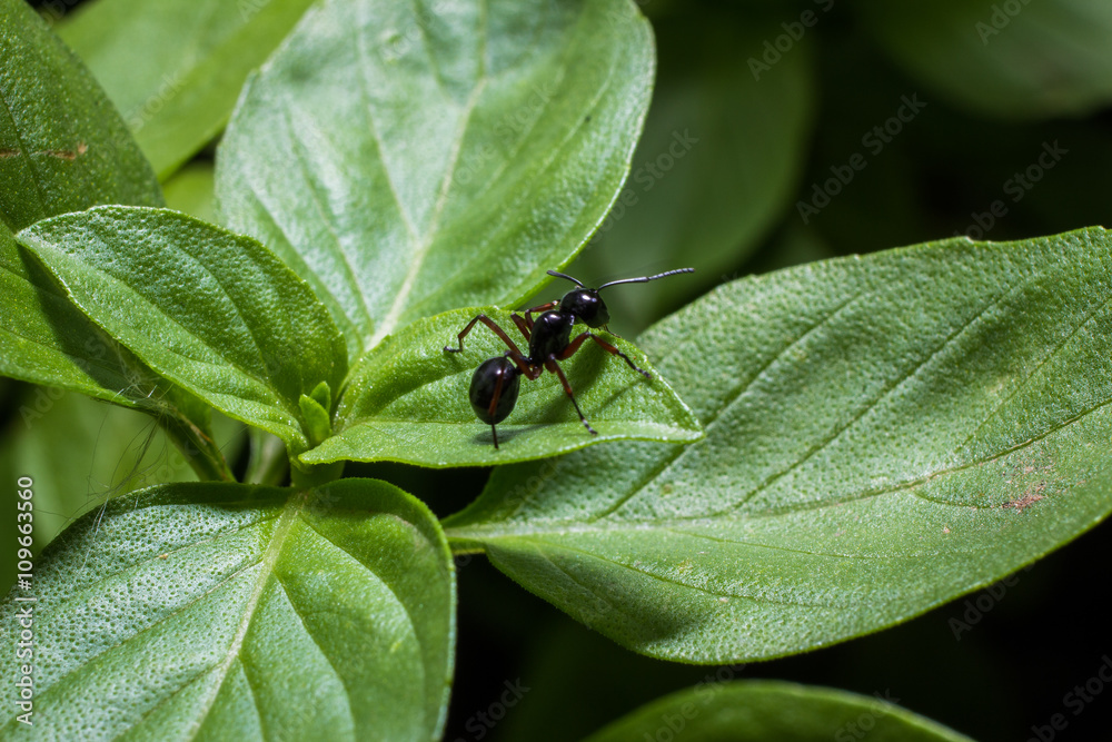 black ant