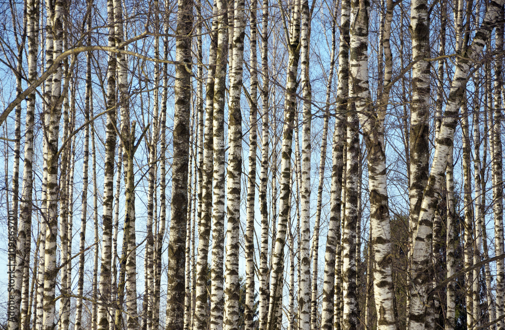 Fototapeta premium Trunks of birch trees