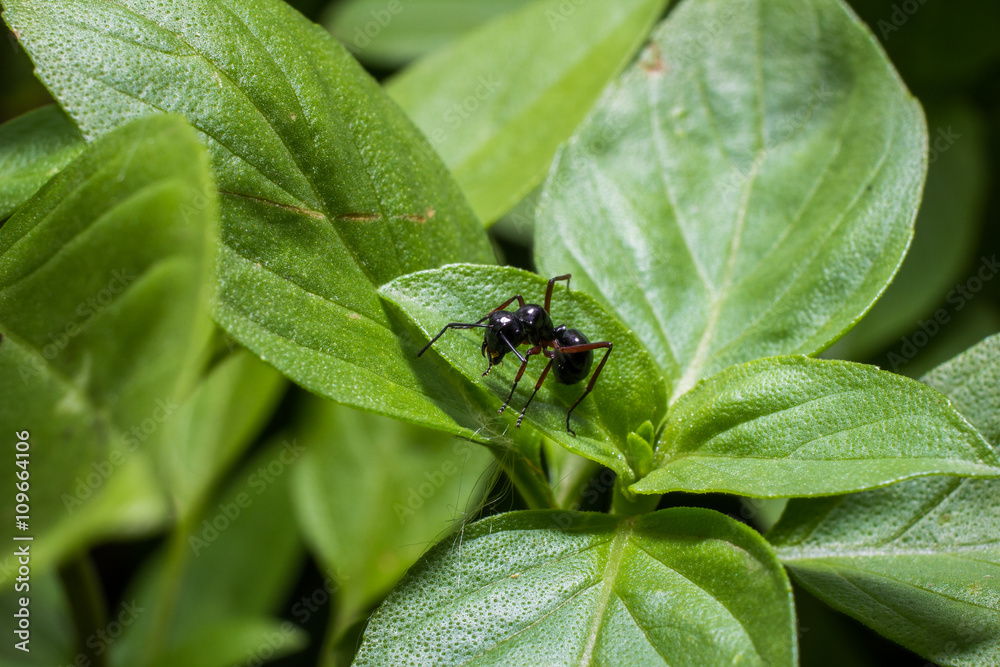 black ant black ant