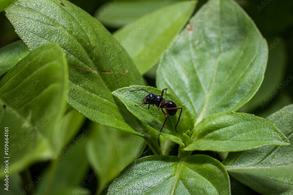 Naklejka premium black ant