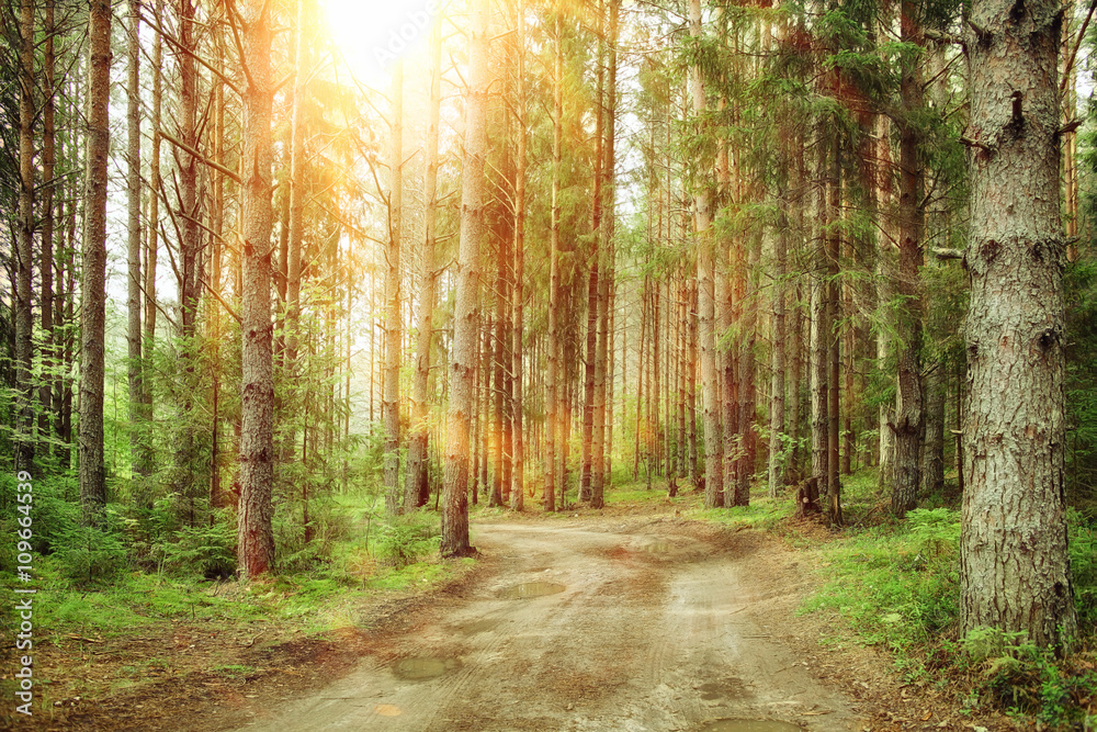 Obraz premium Spring landscape in the forest mist sun