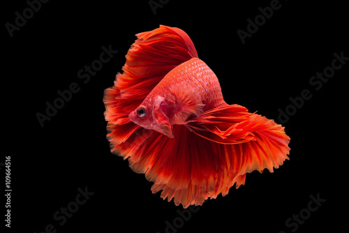 Obraz na płótnie Halfmoon betta fish