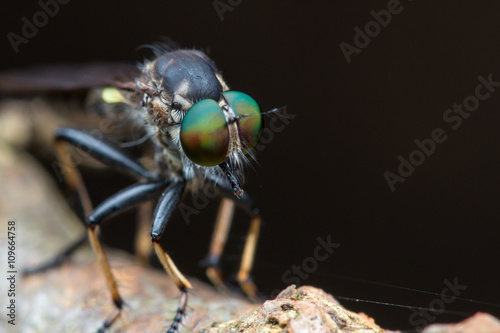 Robber Fly / Close-Up of Robber Fly © alenthien