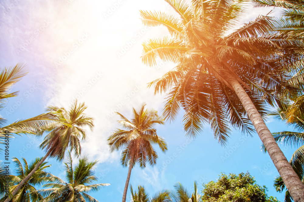 Palm trees and bright sun on blue sky background