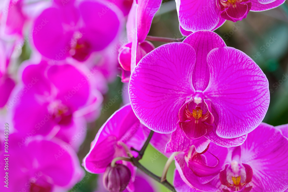 Pink phalaenopsis orchid flower Pink phalaenopsis orchid flower