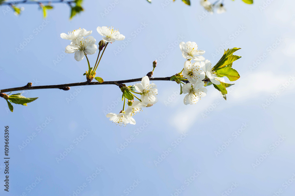 Naklejka premium весенняя ветка цветущей вишни