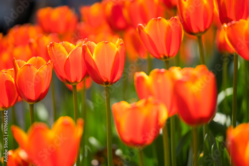 beautiful tulip © robinimages