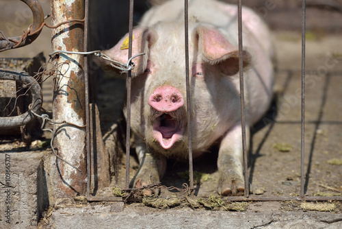 Picture of piglet asleep yawning behind metal cage tied with wir