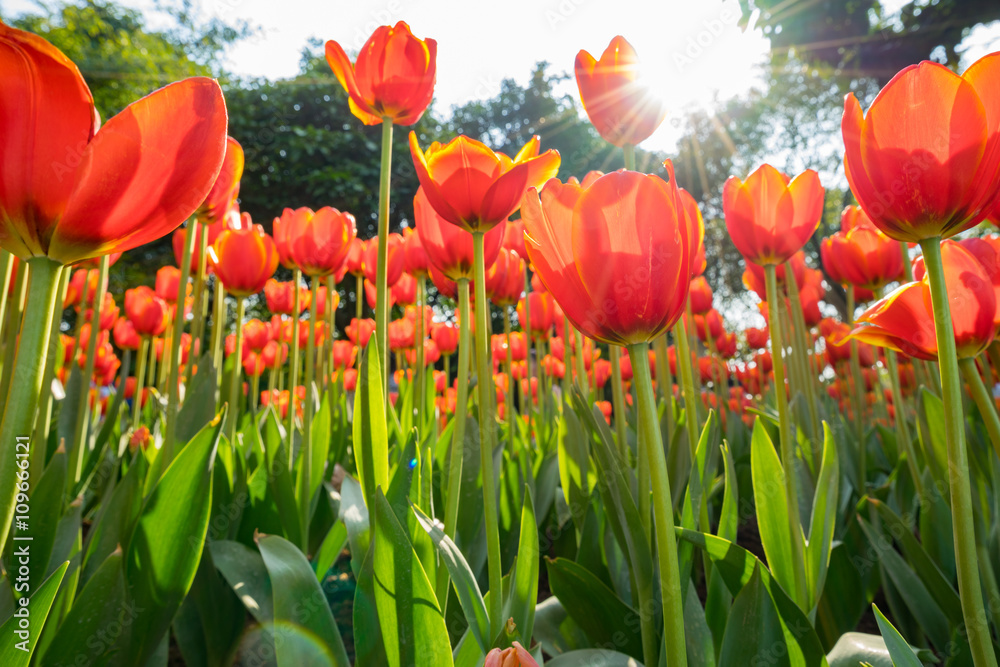 Fototapeta premium beautiful tulip