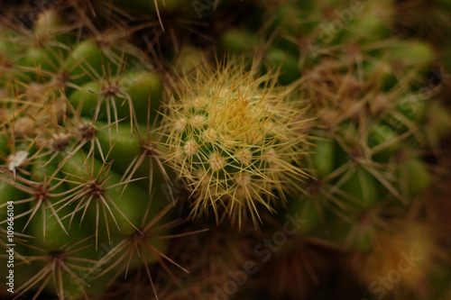 Prickly cactus