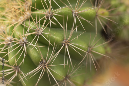 Prickly cactuses shown on the background blur