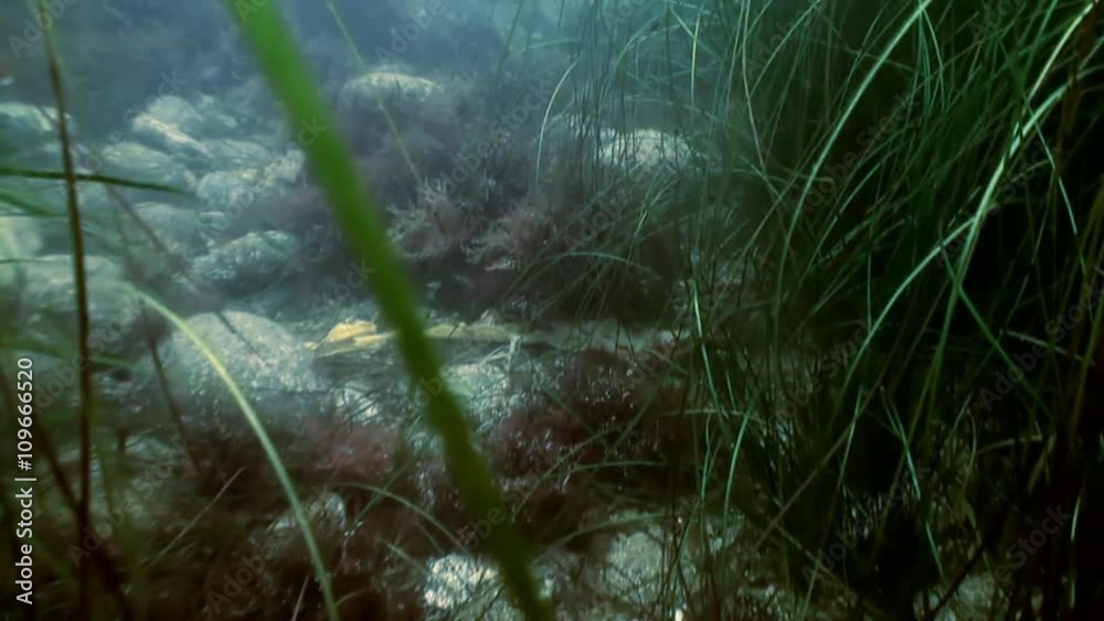 Thickets of brown grass, seaweed on the sea floor. Amazing underwater world and the inhabitants, fish, stars, octopuses and vegetation of the Sea of Japan. Thickets of brown grass, seaweed on the sea floor. Amazing underwater world and the inhabitants, fish, stars, octopuses and vegetation of the Sea of Japan.