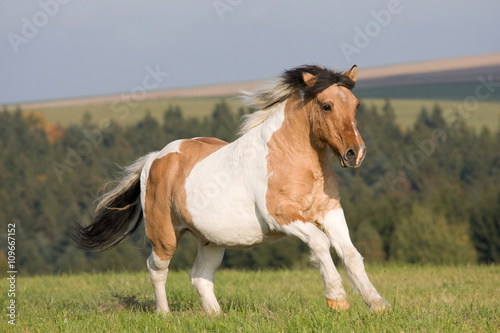 Nice pony running on meadow