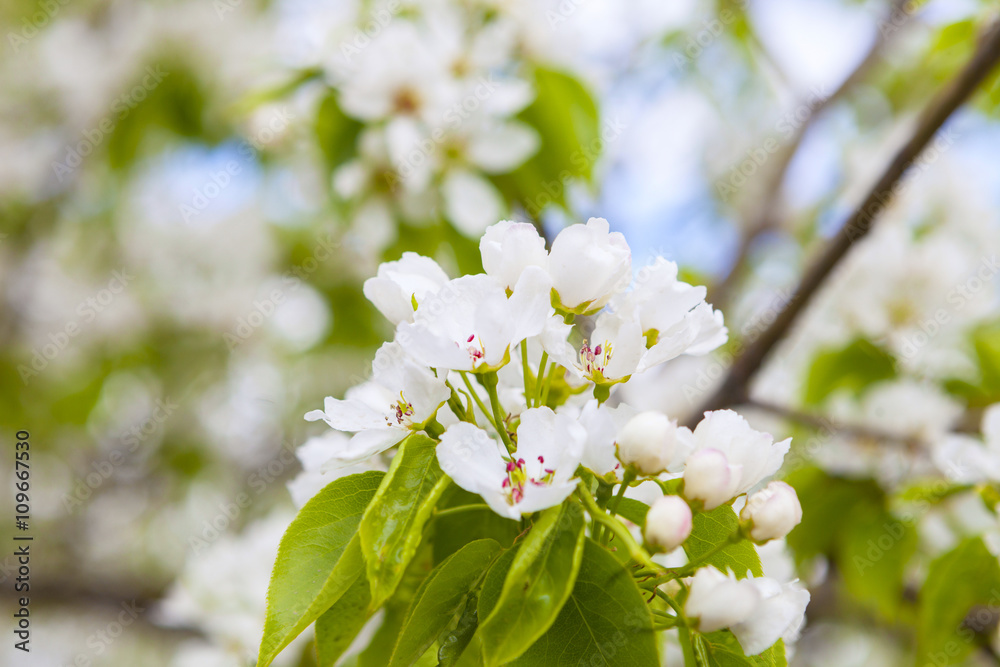 White flowers of apple trees in spring