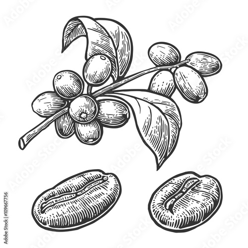 Coffee bean, branch with leaf and berry. Hand drawn vector vintage engraving illustration  on white background