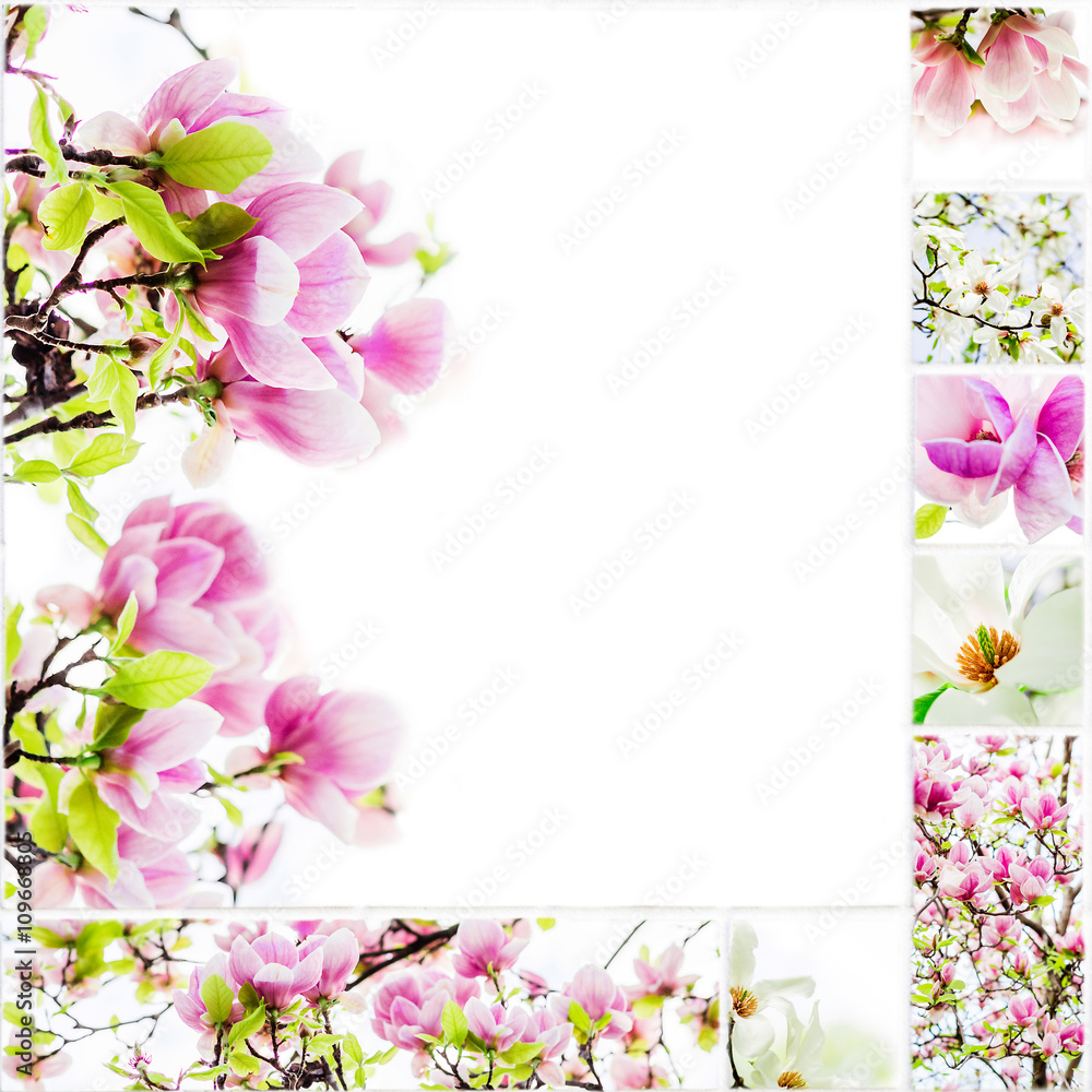 natural raw style collage of magnolias on white background natural raw style collage of magnolias on white background