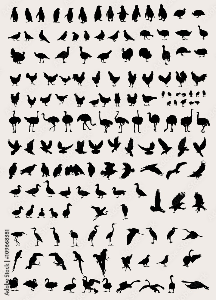 Bird and Fowl Silhouettes, art vector design