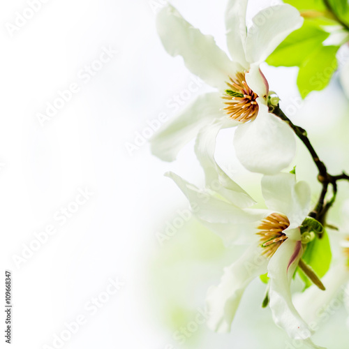 asian type of magnolia, magnolia stellata or called star magnolia wildly blossoming during spring time in Europe