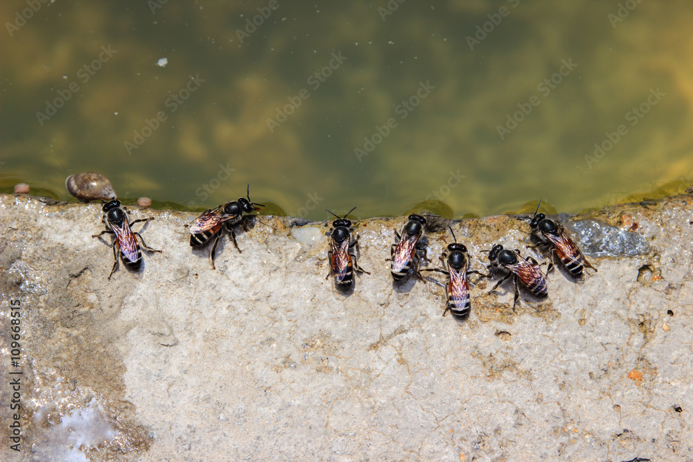 Bees drinking water