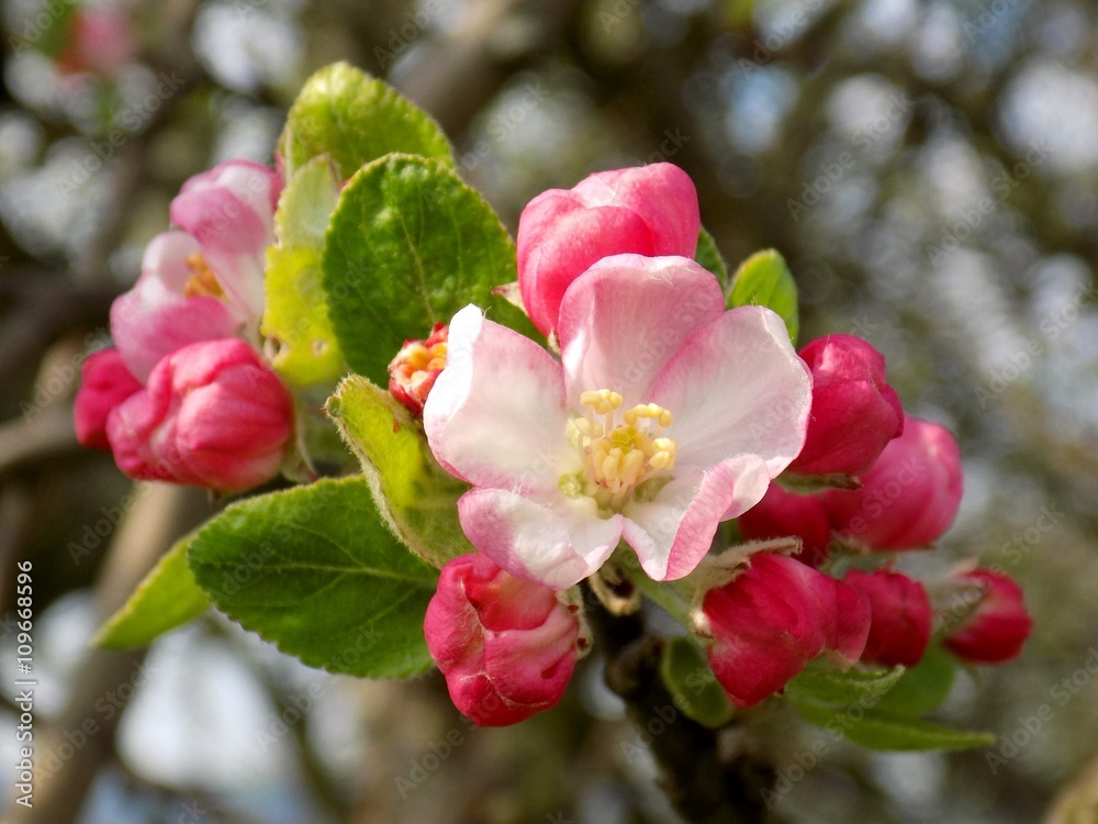 Obraz premium Flowering apple tree