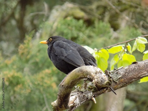 Blackbird on tree