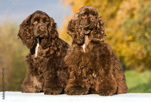 Photos Autumn portrait of two nice american cocker spaniels