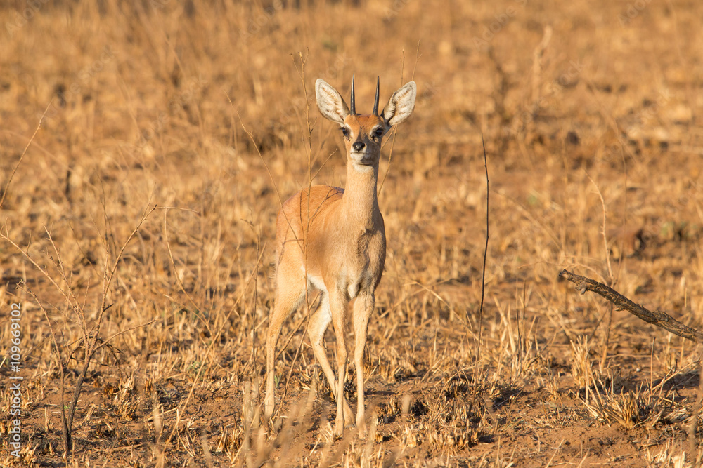 Steenbok (Raphicerus campestris), Kruger National Park, South Africa Steenbok (Raphicerus campestris), Kruger National Park, South Africa