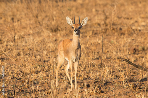 Steenbok (Raphicerus campestris), Kruger National Park, South Africa
