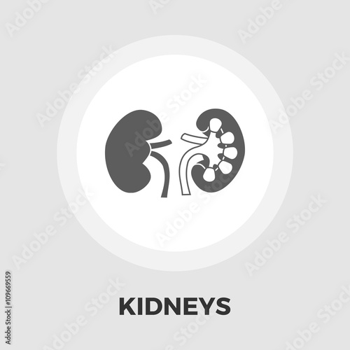 Human Kidney flat icon