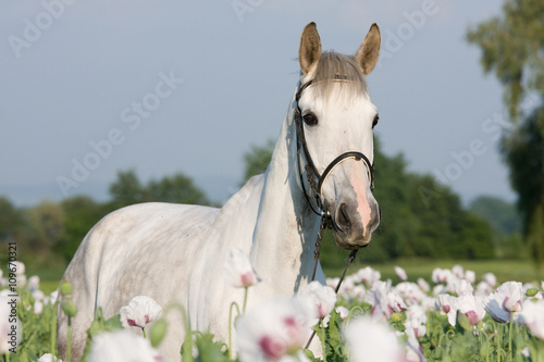 Portrait of white horse in the poppy field photo