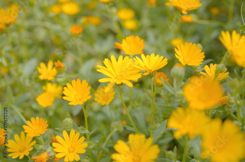 カレンデュラの花壇