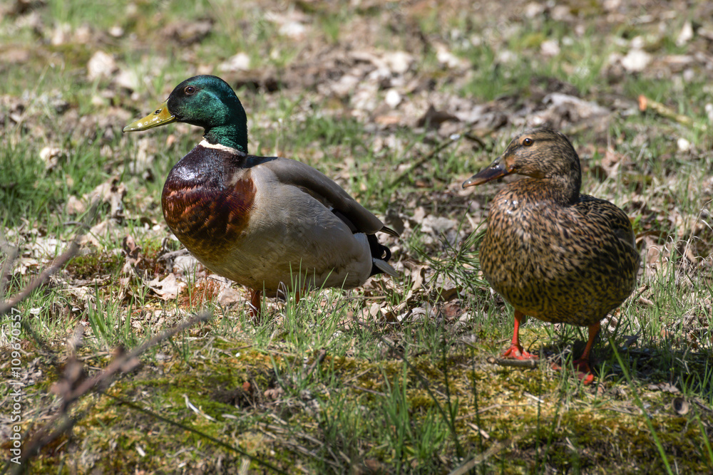 beautiful wild ducks in the wild beautiful wild ducks in the wild