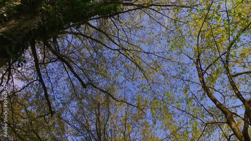 Observing tree crowns in spring