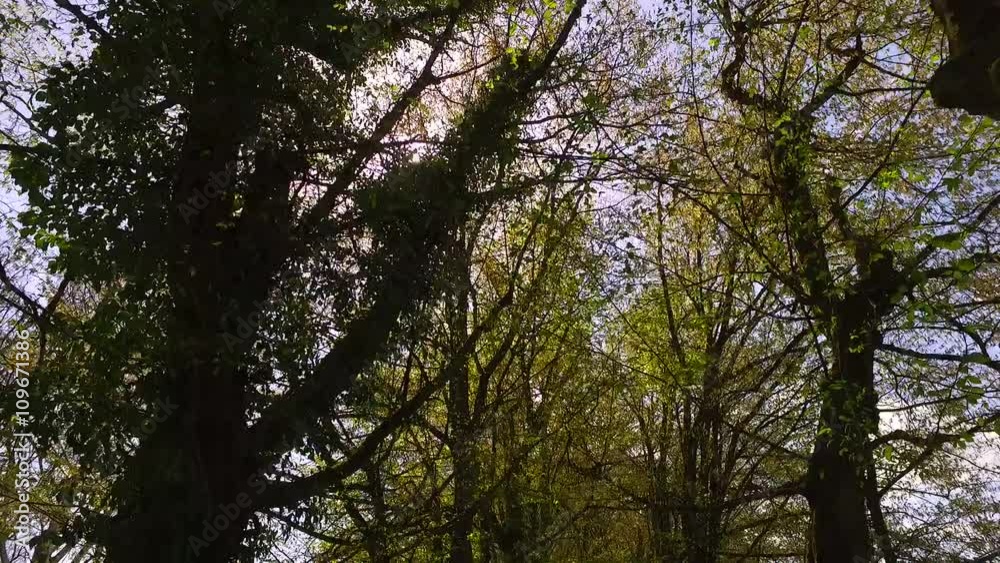 Observing tree crowns in spring Observing tree crowns in spring