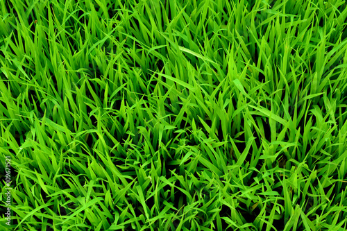 Young green rice plant