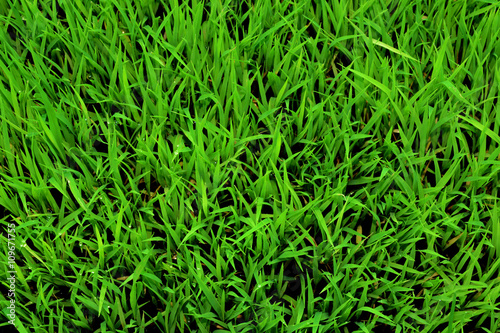 Young green rice plant