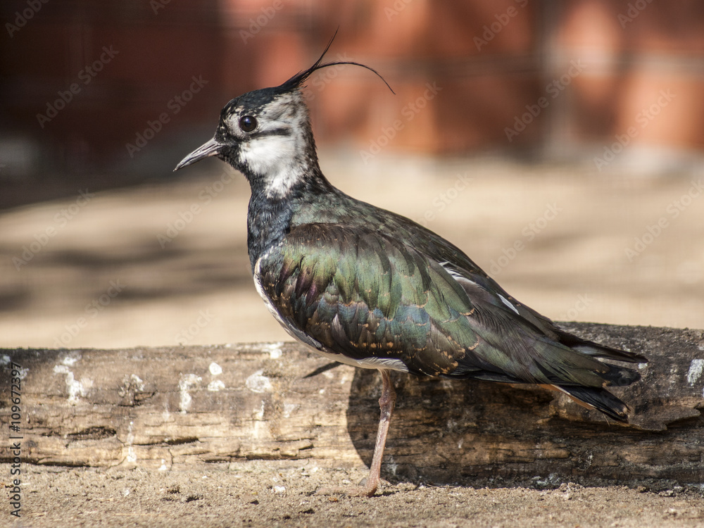 Obraz premium czajka