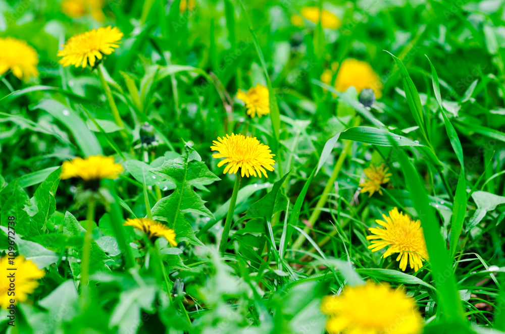 Fototapeta premium Bright spring natural background