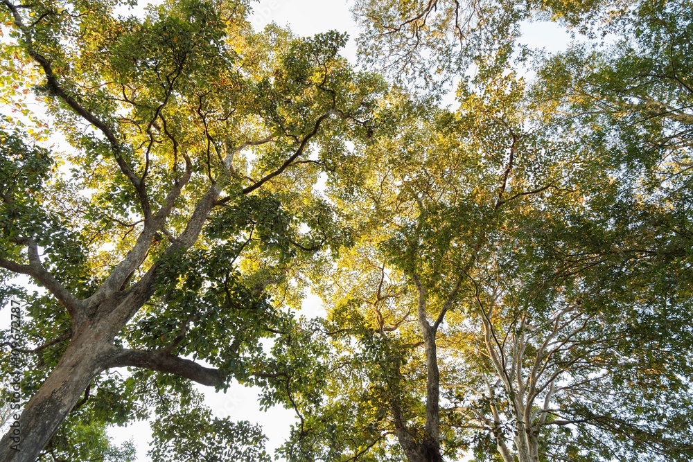 Fototapeta premium Detailed of tree branches with green leaf background 