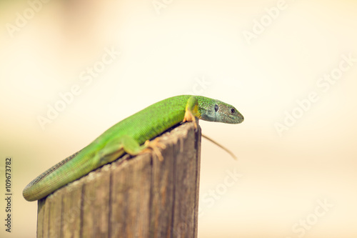 Green lizard in the wild,basking in the sun. photo