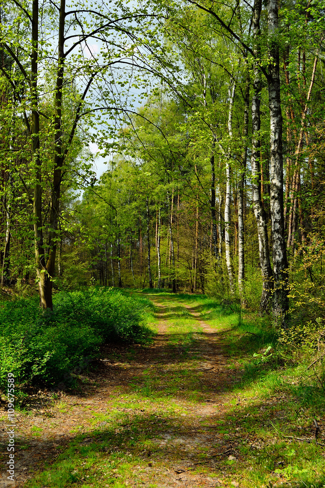 Obraz premium Leśna droga w środku lasu prowadzi w nieznane 