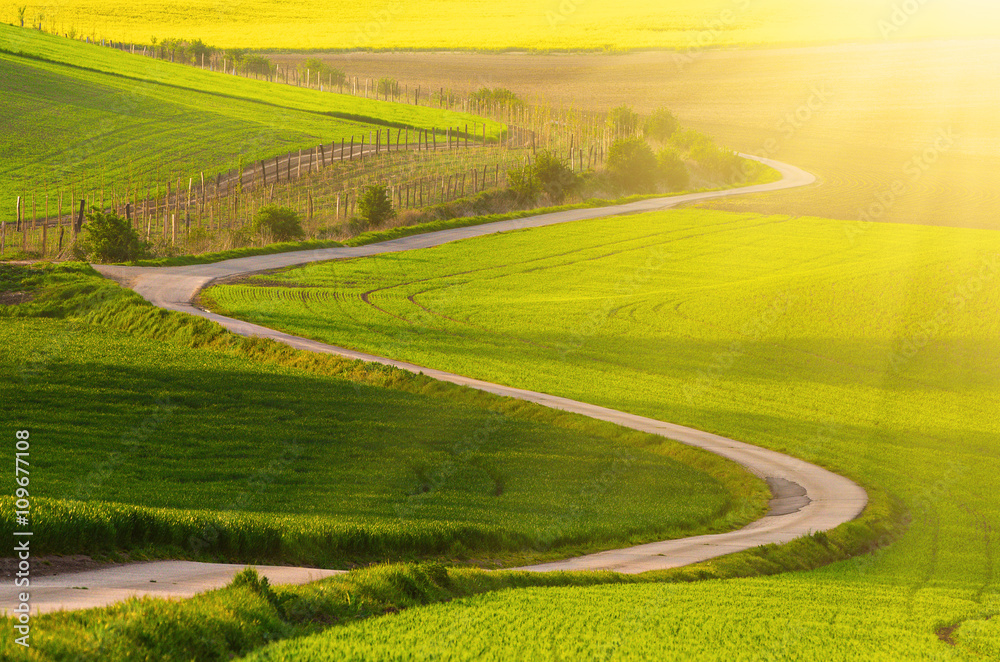 Obraz premium Rural sunny landscape with green fields, road and waves, South Moravia, Czech Republic