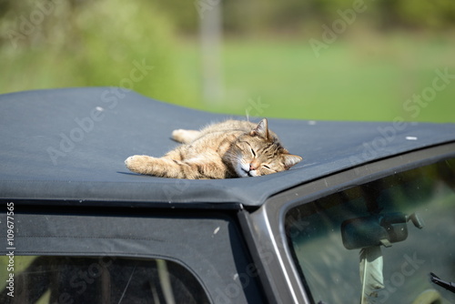 Fototapeta Naklejka Na Ścianę i Meble -  deeply relaxed, little cat lying on top of a car