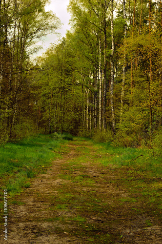 Leśna droga w środku lasu prowadzi w nieznane  © W Korczewski
