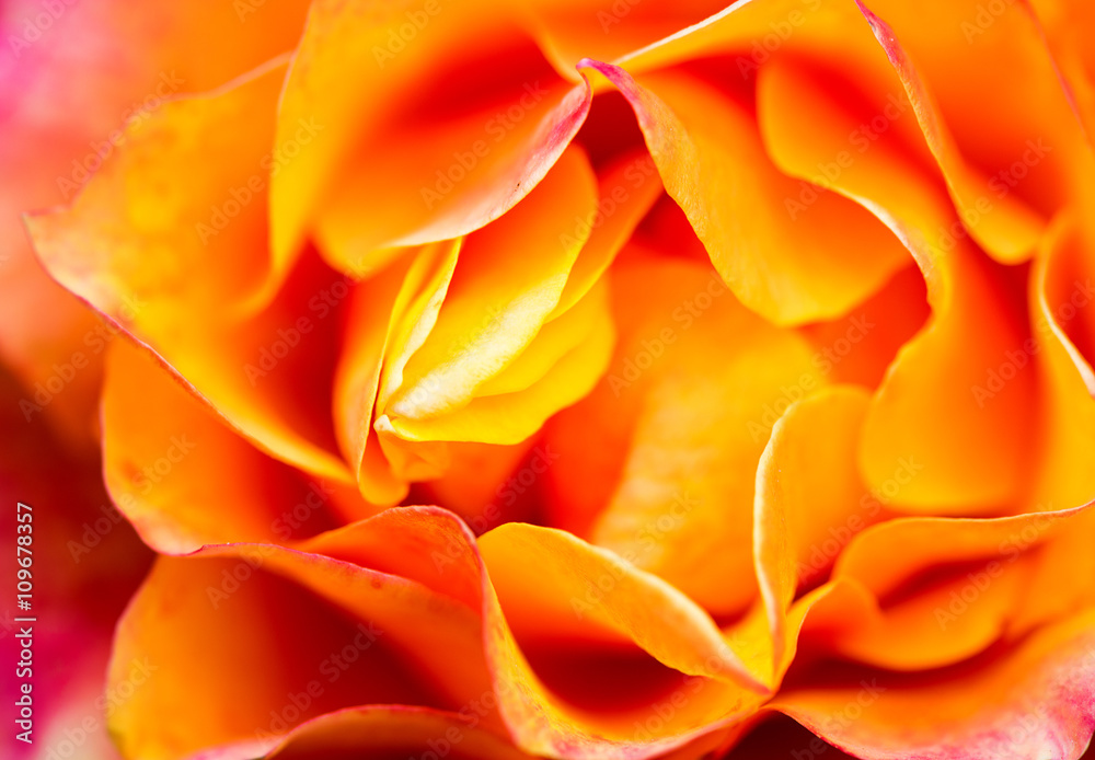 Naklejka premium orange rose close up