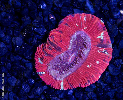 red openbrain coral