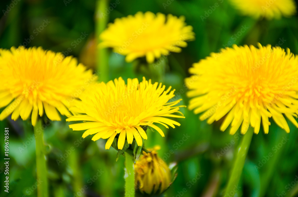 Spring meadow field Spring meadow field