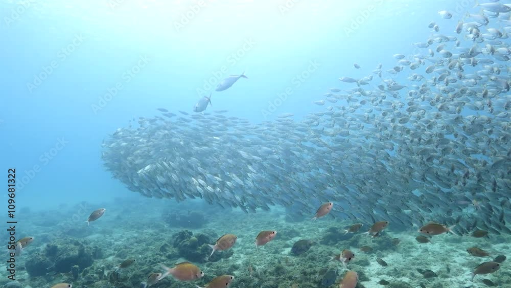 Unterwasser - Riff - Fisch - Schwarm - Tauchen - Curacao - Karibik - 4K Unterwasser - Riff - Fisch - Schwarm - Tauchen - Curacao - Karibik - 4K