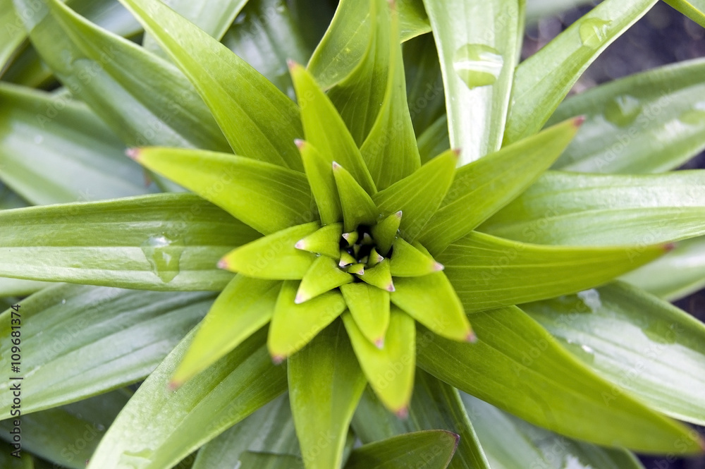 Obraz premium Green garden plant