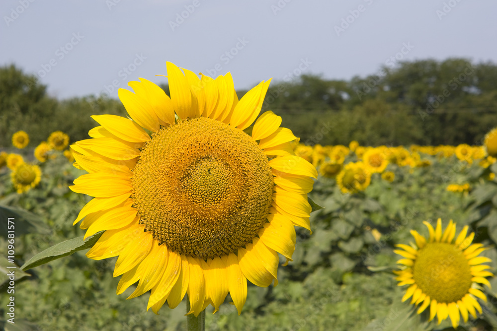 Fototapeta premium Sunflower on the sky background
